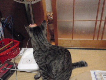 ペペちゃん　猫ホテル