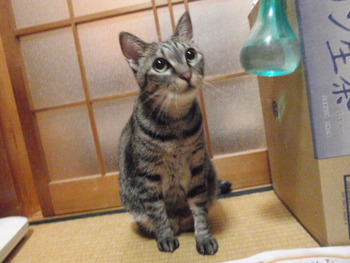 ペペちゃん　猫ホテル