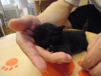 仔猫里親募集