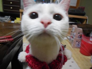 みーこ忘年会　参加募集中！