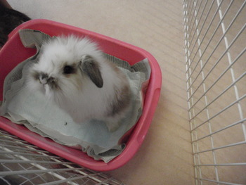 仔うさぎ販売