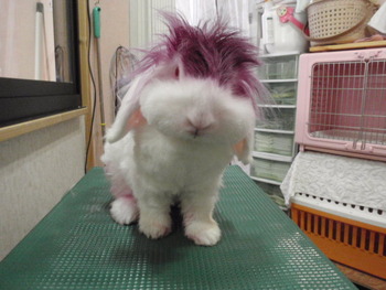 うた　うさぎのワイルドカット