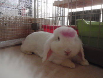 ピンクうさぎ