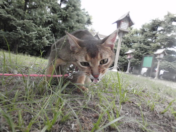 うさこちゃん嬉しいね
