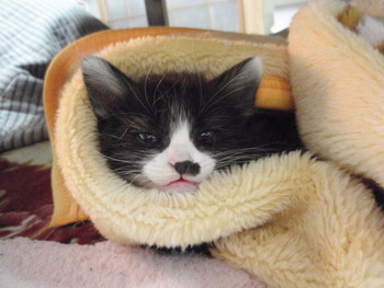 チャムくん　猫ホテル