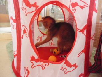 猫の日 プレゼント