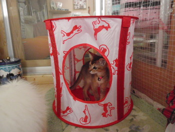 猫の日 プレゼント