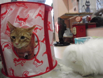 猫の日 プレゼント