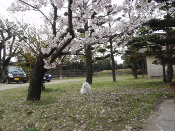 桜綺麗だね！