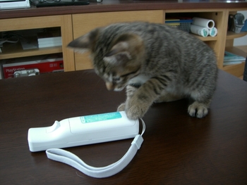 きてら君