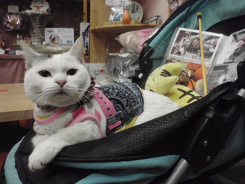 寒さ対策　猫服