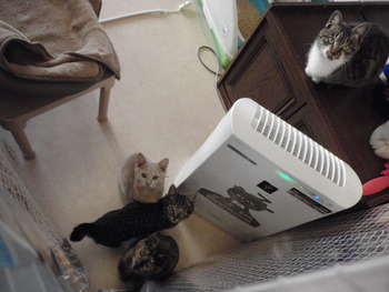 仔猫里親募集