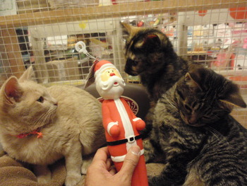 仔猫里親募集