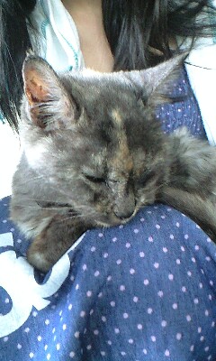 仔猫里親募集