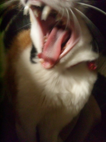 猫の「あくびショー」