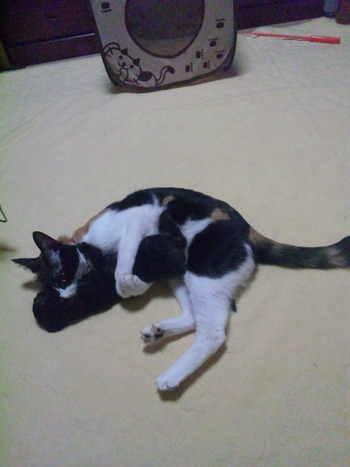 黒猫里親体験奮闘中!