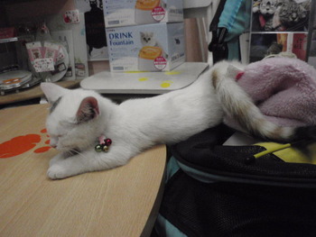 ちこちゃんちゅぱふみ中