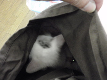 ちこちゃんちゅぱふみ中