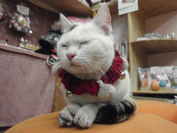 明日　５時閉店