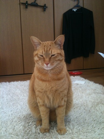 迷子猫　探しています！