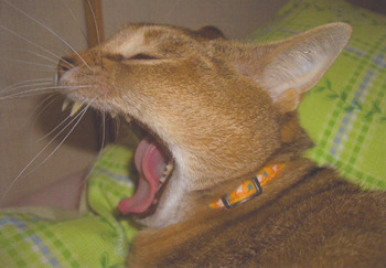 猫の「あくびショー」