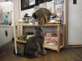 ペィちゃん＆マミちゃん　猫ホテル終