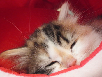 猫仲間の集い