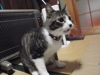 ふく君＆平八君　