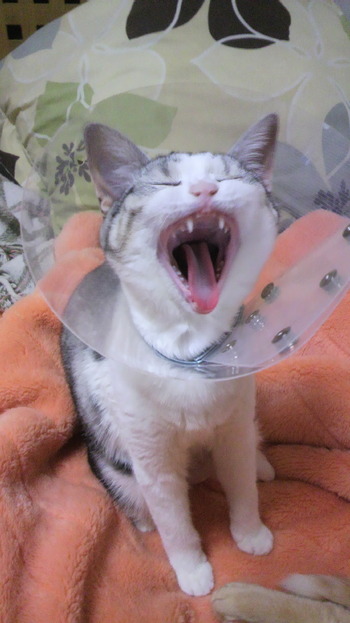 猫の「あくびショー」
