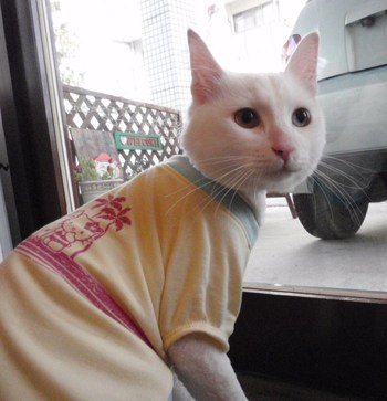 コマちゃん　猫服