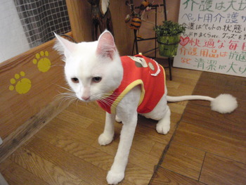 コマちゃん　猫服