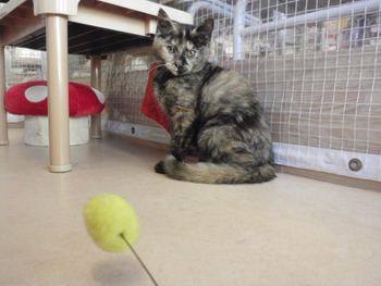サビ猫里親募集