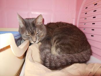ヒカリちゃん　猫ホテル