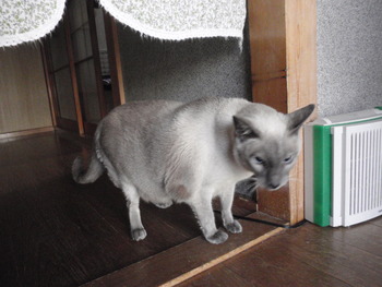 ボートレアン君　猫ホテル