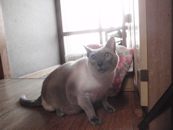 ボートレアン君　猫ホテル