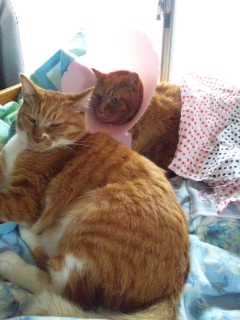 ミー＆チャー