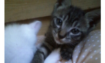 白猫＆キジトラ　猫里親体験生活