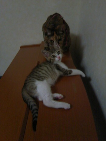ピーチちゃん