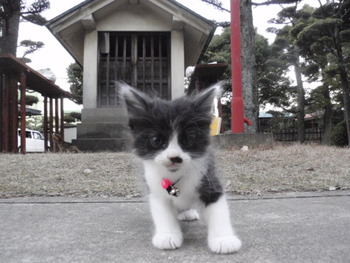 チャムくん　猫ホテル