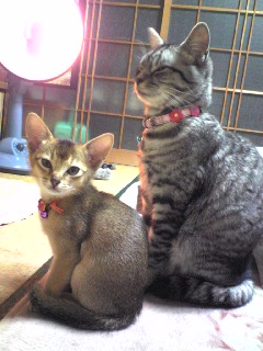 茶～＆海ちゃん同じ