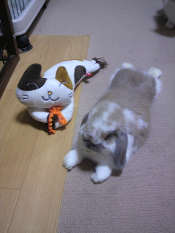 コテツ君＆ぽぽたん