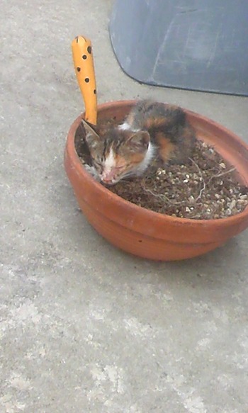 三毛猫里親募集