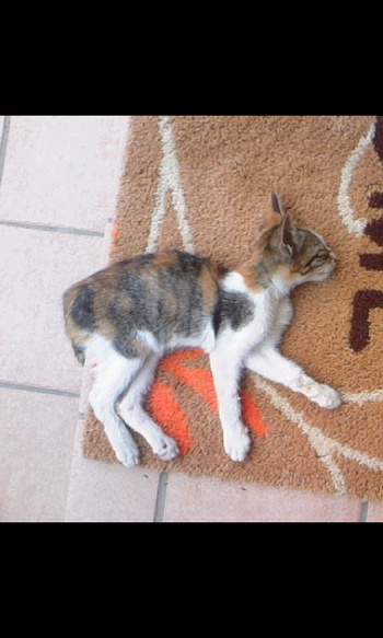 三毛猫里親募集