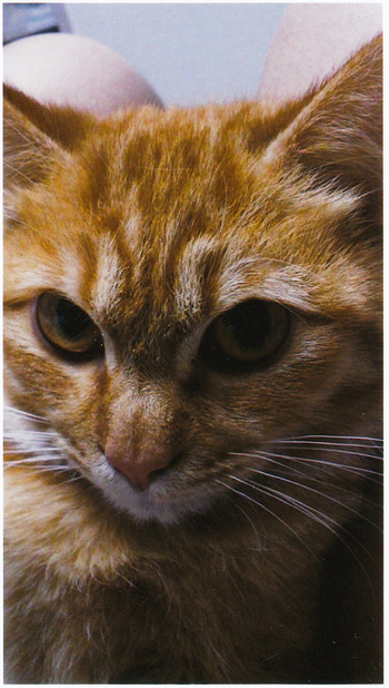茶トラ 猫里親募集