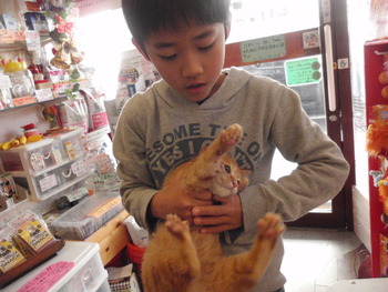 茶トラのトラ君