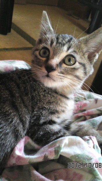 猫里親募集　外