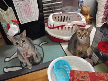 海ちゃん＆茶～　猫ホテル
