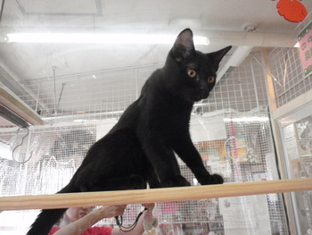 5匹の子猫里親募集