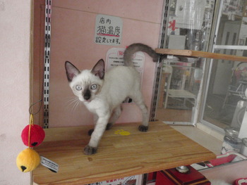 5匹の子猫里親募集