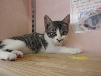 5匹の子猫里親募集